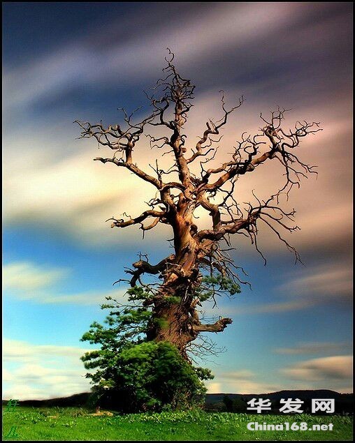 ㊙绝美超震撼：若有来生，我愿为树